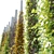 Versatile Vine Plants for Columns 3D model small image 4