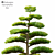 Macrophyllus Podocarpus 2014: 3D Model with High Polys 3D model small image 2