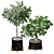 Natural Ficus Sam & Jim House Plants 3D model small image 1