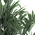 Exotic Plant Collection: Indoor & Outdoor Decor 3D model small image 5