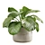 Lush Stripeleaf Calathea 3D model small image 1