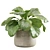 Lush Stripeleaf Calathea 3D model small image 2