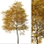 Texas Ash Tree Set (2 Trees) - Nature's Delight 3D model small image 2