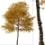 Texas Ash Tree Set (2 Trees) - Nature's Delight 3D model small image 4