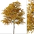 Texas Ash Tree Set (2 Trees) - Nature's Delight 3D model small image 6