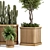 Wooden Pot Indoor Bush & Tree Set 3D model small image 4