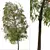 Weeping Bottlebrush Tree Set - Stunning Weeping Accent 3D model small image 3