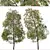 Weeping Bottlebrush Tree Set - Stunning Weeping Accent 3D model small image 6