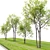 Beech Plum Trees with Material Library 3D model small image 2