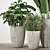 Indoor Plant Collection: Aesthetic and Versatile 3D model small image 3