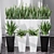 Sanseveria Snake Plant: Office Partition Air Purifier 3D model small image 2