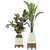 Ficus and Banana Indoor Plant Set 3D model small image 1