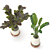 Ficus and Banana Indoor Plant Set 3D model small image 4