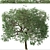 Caucasian Linden Tree (2 Pack) 3D model small image 5