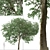 Caucasian Linden Tree (2 Pack) 3D model small image 6