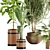 Lush Greenery Indoor Plant Set 3D model small image 2