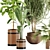 Lush Greenery Indoor Plant Set 3D model small image 8