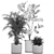 Decorative Plant Collection: Exotic Indoor Plants 3D model small image 7