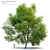 Premium Pecan Tree: Lifelike, Versatile 3D model small image 1