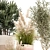 Indoor Plant Collection: Exotic Olive, Cacti & Pampas Grass 3D model small image 3