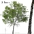 Taiwan Beech Duo: Fagus Hayatae Set 3D model small image 1