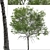 Taiwan Beech Duo: Fagus Hayatae Set 3D model small image 2