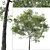 Taiwan Beech Duo: Fagus Hayatae Set 3D model small image 3