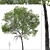 Taiwan Beech Duo: Fagus Hayatae Set 3D model small image 4