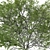 Taiwan Beech Duo: Fagus Hayatae Set 3D model small image 6