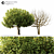 Elegant Pittosporum Tobira for Exquisite Landscaping 3D model small image 2