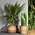 20 Indoor Plant Collection 3D model small image 3