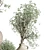 Vintage Olive Tree Indoor Collection 3D model small image 5