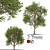 Formosan Gum Trees - 2 Sizes 3D model small image 1
