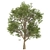 Formosan Gum Trees - 2 Sizes 3D model small image 3