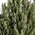 Pine Fruit Bush Set - 55 3D model small image 5