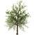 Taiwan Beech: 2 Trees, 2 Sizes 3D model small image 2