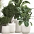 Exotic Plant Collection: Decorative Indoor & Outdoor Plants in Concrete Pots 3D model small image 5