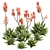 Aloe Brevifolia: Premium Short Leaf Succulent 3D model small image 1