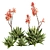 Aloe Brevifolia: Premium Short Leaf Succulent 3D model small image 2