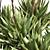 Aloe Brevifolia: Premium Short Leaf Succulent 3D model small image 4