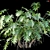 Philodendron Xanadu Plant 3D Models 3D model small image 2