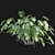 Philodendron Xanadu Plant 3D Models 3D model small image 6