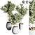 Indoor Plant Collection: 24 Exquisite Varieties 3D model small image 1