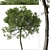 Lemonwood Tree: Fragrant Native Evergreen 3D model small image 2