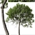 Lemonwood Tree: Fragrant Native Evergreen 3D model small image 3