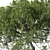 Lemonwood Tree: Fragrant Native Evergreen 3D model small image 5