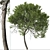 Lemonwood Tree: Fragrant Native Evergreen 3D model small image 6