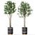 Green Oasis: Botanical Collection 620 3D model small image 3