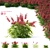 Japanese Red Astilbe | Astilbe japonica 3-Pack 3D model small image 1