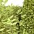 Versatile Bush Set - 2017 3D model small image 4